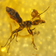 Illustration for article titled An Ant With A Parasitic Mite Stuck To Its Head Preserved In Amber